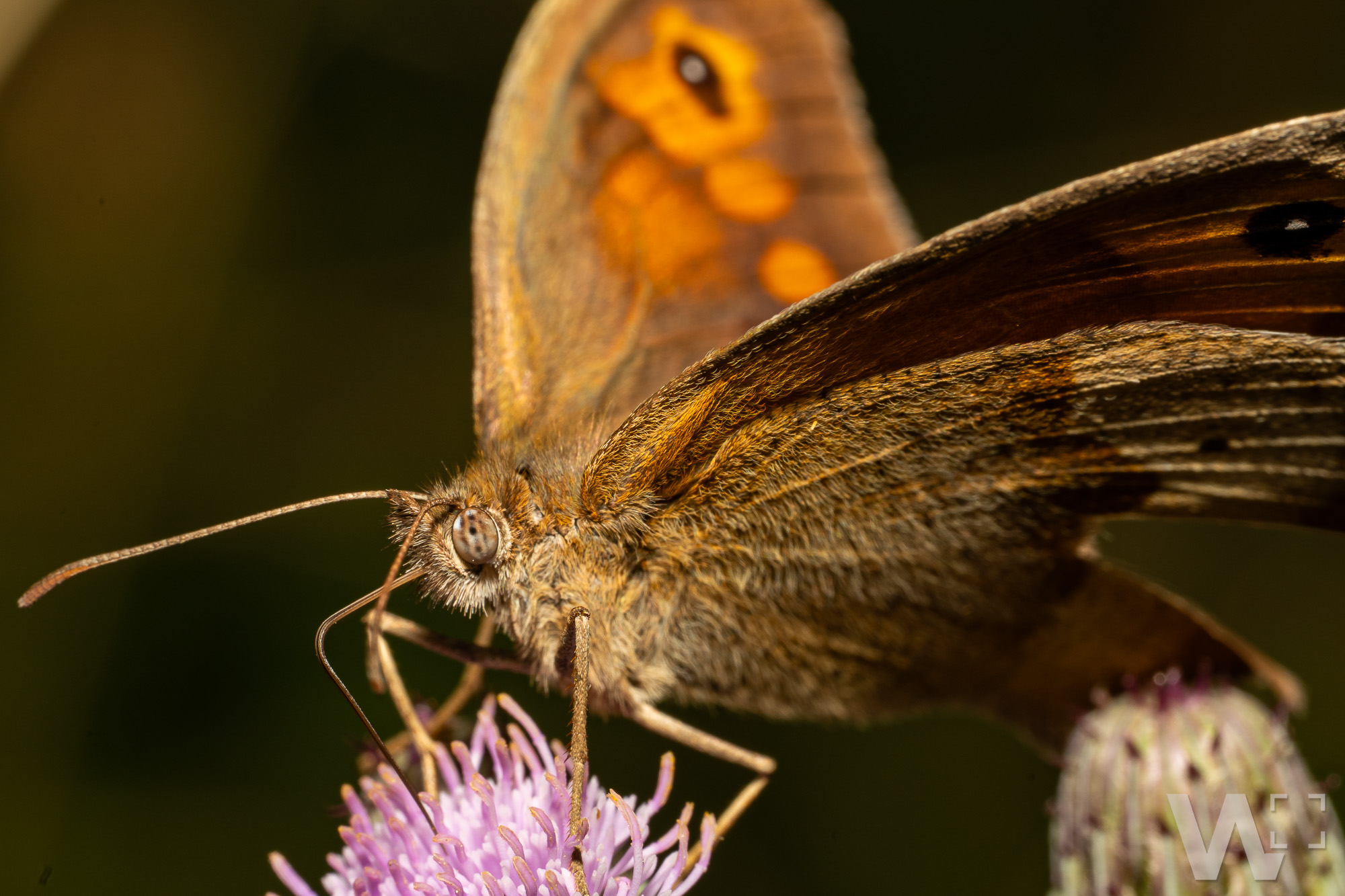 Großes Ochsenauge und Distel Mauerfuchs auf Distel, Schmetterling, orangebraun
