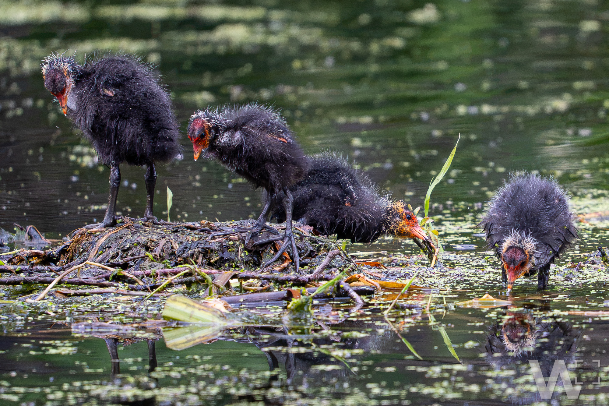 Emsiges Treiben am Fluss: Nachwuchs bei den Blässhühnern Blässhühner auf dem Fluss, Alttier und Küken, Fütterung