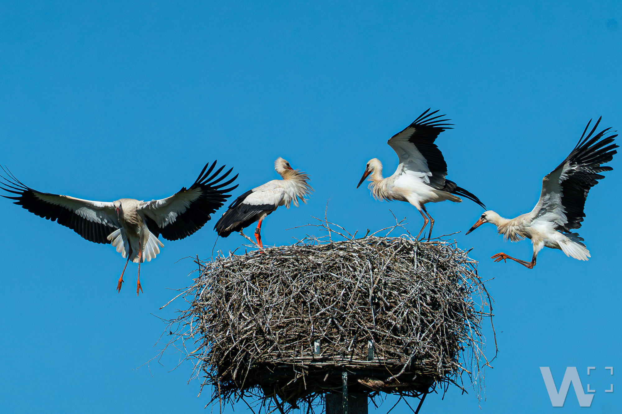 Jungstörche in Sandershausen unternehmen erste Flüge Weißstörche, Jungstörche und erste Flugversuche