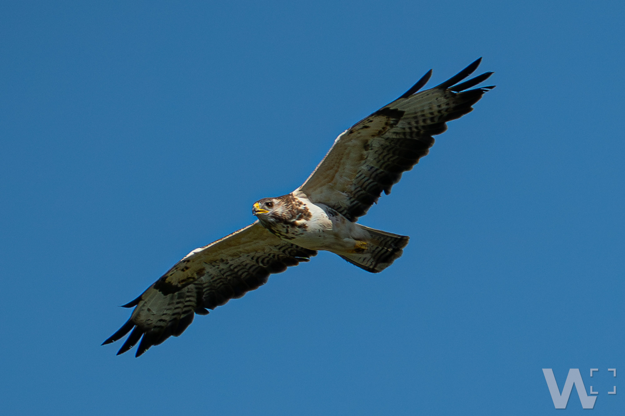 Bis zum Ende des Zooms: Mäusebussard zieht seine Kreise Mäusebussard im Gleitflug